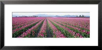Tulip Fields, Skagit County, Washington State, Usa by Panoramic Images Pricing Limited Edition Print image