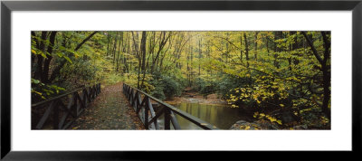Footbridge Over A Pond In A Forest, Cucumber Run, Ohiopyle State Park, Pennsylvania, Usa by Panoramic Images Pricing Limited Edition Print image