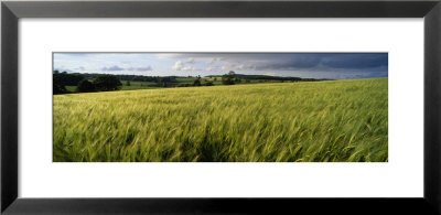 Barley Field, Wales, United Kingdom by Panoramic Images Pricing Limited Edition Print image