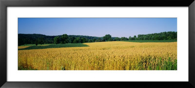 Field Crop, Maryland, Usa by Panoramic Images Pricing Limited Edition Print image