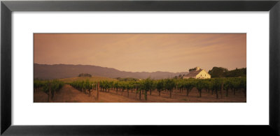Trees In A Vineyards, Napa Valley, California, Usa by Panoramic Images Pricing Limited Edition Print image