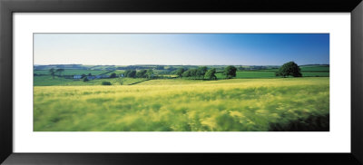 Field Near Barnstaple, North Devon, England, United Kingdom by Panoramic Images Pricing Limited Edition Print image