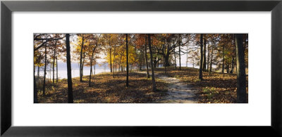 Trees In A Forest, Sleeping Bear Dunes National Lakeshore, Michigan, Usa by Panoramic Images Pricing Limited Edition Print image