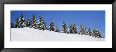 Low Angle View Of Spruce Trees, San Juan Mountains, Colorado, Usa by Panoramic Images Pricing Limited Edition Print image