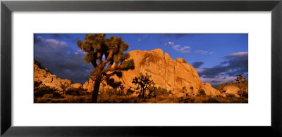 Sunset, Joshua Tree National Park, California, Usa by Panoramic Images Pricing Limited Edition Print image
