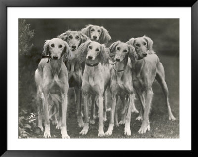 Group Of Salukis Registered In Miss Doxford's First Litter By Sarona Kelb Ex Tazi Of Ruritania Born by Thomas Fall Pricing Limited Edition Print image