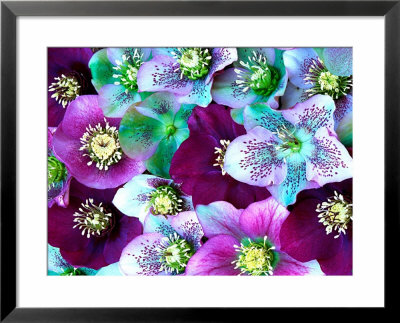 Heliborus Pattern Of Winter Blooming Flower, Sammamish, Washington, Usa by Darrell Gulin Pricing Limited Edition Print image