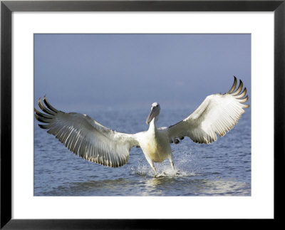 Dalmatian Pelican, Landing, Greece by Manfred Pfefferle Pricing Limited Edition Print image
