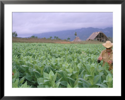 Tobacco Harvest, Vinales Valley, Pinar Del Rio Province, Cuba, West Indies, Central America by Bruno Morandi Pricing Limited Edition Print image