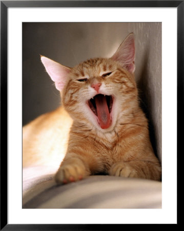 Cat Yawning by Fabrizio Cacciatore Pricing Limited Edition Print image