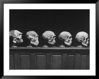 Display Of Skulls Demonstrating Human Evolution by Fritz Goro Pricing Limited Edition Print image