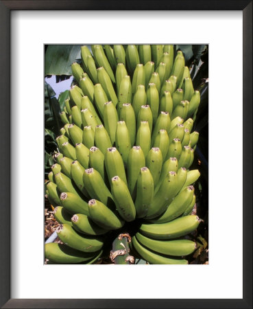 Bananas, Platanos Canarios, La Palma, Canary Islands, Spain, Atlantic by Marco Simoni Pricing Limited Edition Print image