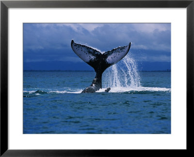 Humpback Whale, A Whale Tail Slapping, Sainte Marie Island, Indian Ocean by Gerard Soury Pricing Limited Edition Print image