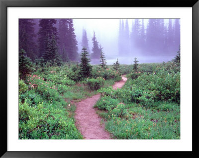 Path To Reflection Lake, Mt. Rainier National Park, Washington, Usa by Janell Davidson Pricing Limited Edition Print image