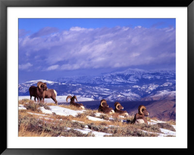 Six Bighorn Rams, Whiskey Mountain, Wyoming, Usa by Howie Garber Pricing Limited Edition Print image