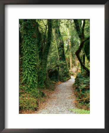 Walking Track To Ship Creek, New Zealand by David Wall Pricing Limited Edition Print image