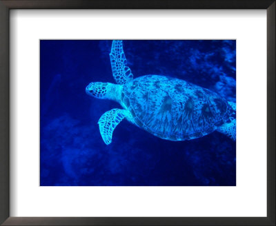 Sea Turtle Swimming, Pulau Sipadan, Sabah, Malaysia by Mark Daffey Pricing Limited Edition Print image