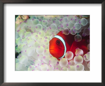 Spinecheek Anemonefish, Bulb-Tipped Anemone, Great Barrier Reef, Papau New Guinea by Stuart Westmoreland Pricing Limited Edition Print image