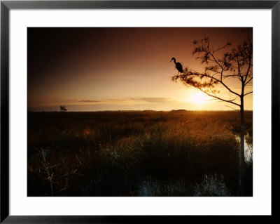 Heron On Cyprus Tree, River Of Grass, Pa-Hey-Okee Overlook, Everglades National Park, Usa by Witold Skrypczak Pricing Limited Edition Print image
