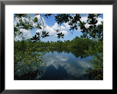 Clouds Reflect On Water Framed By Tree Branches by Steve Winter Pricing Limited Edition Print image