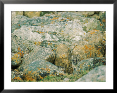 A Young Arctic Fox Peers From Behind Lichen-Covered Granite Boulders by Norbert Rosing Pricing Limited Edition Print image