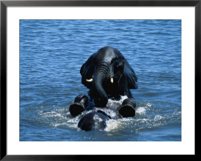 Two African Elephant Bulls Playing In The Water by Beverly Joubert Pricing Limited Edition Print image