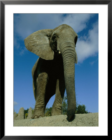 An Elephant At The Pittsburgh Zoo by Michael Nichols Pricing Limited Edition Print image