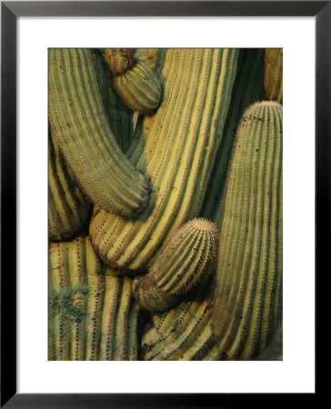 A Close View Of The Intermingled Branches Of A Saguaro Cactus by Annie Griffiths Belt Pricing Limited Edition Print image