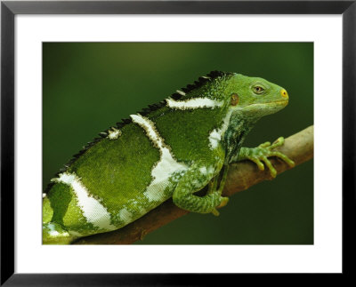 Portrait Of A Crested Iguana Perched On A Tree Branch by Tim Laman Pricing Limited Edition Print image