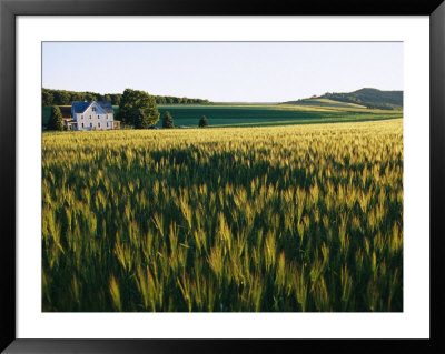 Wheatfields Glowing In The Sun And A Farmhouse In The Distance by Skip Brown Pricing Limited Edition Print image