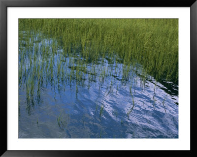 Rippling Water Among Aquatic Grasses In A Marsh by Heather Perry Pricing Limited Edition Print image