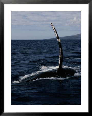 Humpback Whale Off The Coast Of Maui by Wolcott Henry Pricing Limited Edition Print image
