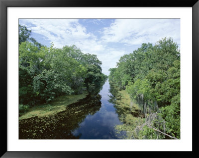Bayou In Swampland At Jean Lafitte National Historic Park And Preserve, Louisiana, Usa by Robert Francis Pricing Limited Edition Print image