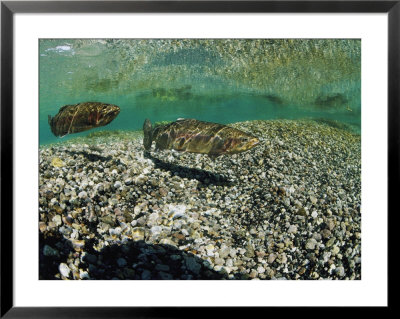 Two Rainbow Trout Swim In A Shallow Stream Above Sunlit Gravel by Michael S. Quinton Pricing Limited Edition Print image