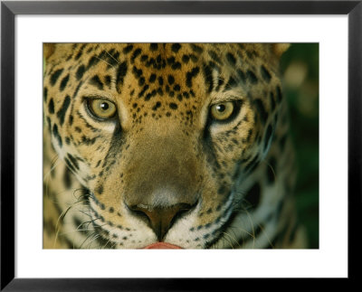 A Jaguar Looks Into The Camera Lens From A Very Close Distance by Steve Winter Pricing Limited Edition Print image