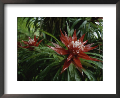 A Close View Of A Tropical, Red Flower by Michael Melford Pricing Limited Edition Print image