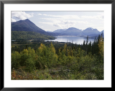 Northern Coniferous Forest Around Lake Skilak On The Kenai Peninsula, Alaska, Usa by Jeremy Bright Pricing Limited Edition Print image