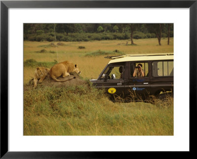 Tourist Views Lions From A Safari Jeep by Richard Nowitz Pricing Limited Edition Print image