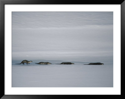 North American River Otters Slide Across The Ice For Fun by Michael S. Quinton Pricing Limited Edition Print image