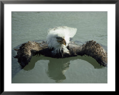 An American Bald Eagle Taking A Bath by Michael S. Quinton Pricing Limited Edition Print image