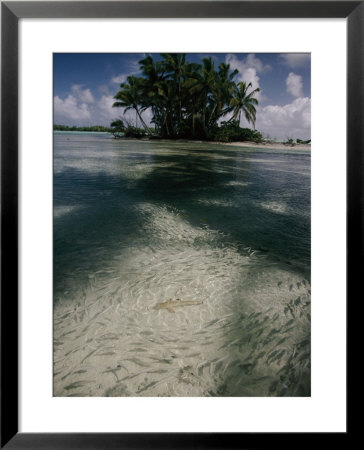 Schools Of Mulletfish Prudently Detour Around A Blacktip Reef Shark by Randy Olson Pricing Limited Edition Print image