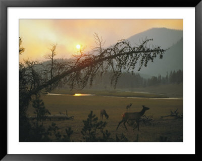 Elk Graze In A Meadow Under A Sky Dimmed By Smoke From A Forest Fire by Michael S. Quinton Pricing Limited Edition Print image