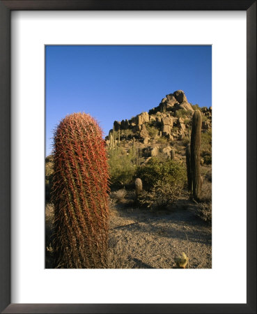 Cacti In Desert Landscape With Vivid Blue Sky by Richard Nowitz Pricing Limited Edition Print image