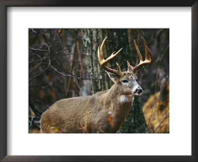 A Portrait Of A 12-Point White-Tailed Deer Buck by Raymond Gehman Pricing Limited Edition Print image