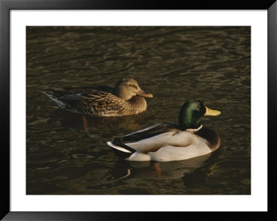 A Pair Of Mallard Ducks Go For A Swim by Ted Spiegel Pricing Limited Edition Print image