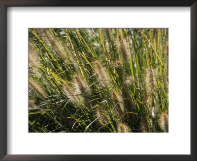Close View Of Grasses Growing In The Chicago Botanic Garden by Paul Damien Pricing Limited Edition Print image