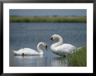 Swans In A Pond by James L. Stanfield Pricing Limited Edition Print image