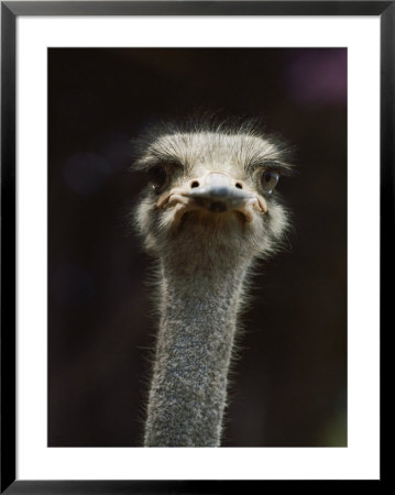 Close View Of An Ostrichs Head by Kenneth Garrett Pricing Limited Edition Print image