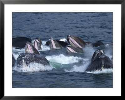A Group Of Humpback Whales Bubble Net Hunting And Feeding Together by Ralph Lee Hopkins Pricing Limited Edition Print image