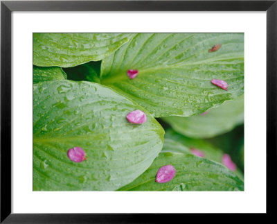Pink Flower Petals Resting On Dew Drenched Hosta Leaves by Heather Perry Pricing Limited Edition Print image